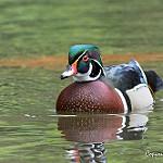 Wood Duck / Aix sponsa