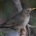Tickell's Thrush / Turdus unicolor