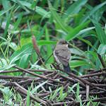 Little Ground Tyrant / Syrtidicola fluviatilis
