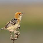 Золотоголовая цистикола / Cisticola exilis