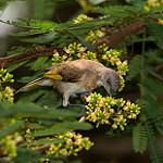 Белозобый нектаролюб / Conopophila albogularis