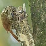 Lepidocolaptes souleyetii