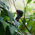 Black Laughingthrush / Melanocichla lugubris