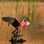 Galah / Eolophus roseicapilla