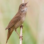 Соловьиный сверчок / Locustella luscinioides