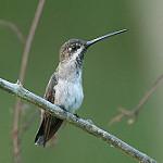 Длинноклювый ангел / Heliomaster longirostris