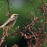 Tana River Cisticola / Cisticola restrictus