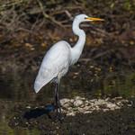Большая белая цапля / Ardea alba