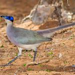 Olive-capped Coua / Coua olivaceiceps