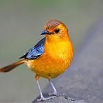 Оранжевый рыжехвост / Cossypha natalensis