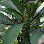 Рыжеватая бурогрудка / Bradypterus cinnamomeus
