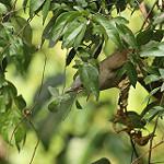 Горихвостковый бюльбюль / Phyllastrephus scandens