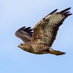 Канюк / Buteo buteo