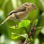 Canary Islands Chiffchaff / Phylloscopus canariensis