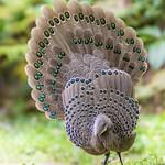 Grey Peacock-Pheasant / Polyplectron bicalcaratum