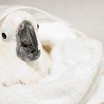 Белый какаду / Cacatua alba