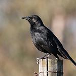 Austral Blackbird / Curaeus curaeus