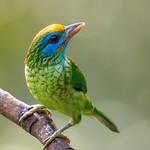 Yellow-fronted Barbet / Psilopogon flavifrons