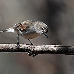 Western Gerygone / Gerygone fusca