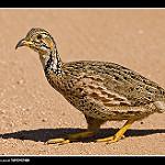 Кустарниковый франколин / Scleroptila shelleyi