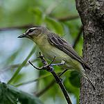 Лимонный виреон / Vireo philadelphicus