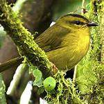Choco Warbler / Myiothlypis chlorophrys