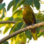 Зелёная оропендола / Psarocolius viridis