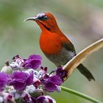Vigors's Sunbird / Aethopyga vigorsii