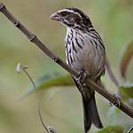 Пёстрый канареечник / Crithagra striolata