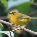 Golden Babbler / Cyanoderma chrysaeum