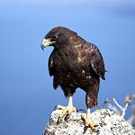 Galapagos Hawk / Buteo galapagoensis