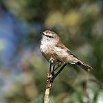 Brown Gerygone / Gerygone mouki
