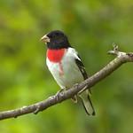 Rose-breasted Grosbeak / Pheucticus ludovicianus