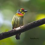 Coppersmith Barbet / Psilopogon haemacephalus