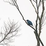 Синий цикадник / Cyanograucalus azureus