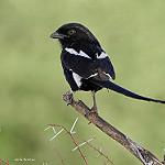 Сорочий сорокопут / Lanius melanoleucus