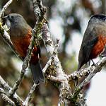Chestnut-bellied Cotinga / Doliornis remseni