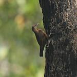 Black-tailed Treecreeper / Climacteris melanurus
