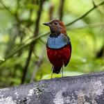 Папуанская питта / Erythropitta macklotii