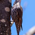 White-browed Treecreeper / Climacteris affinis