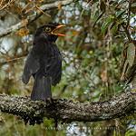 Гаитянский дрозд / Turdus swalesi