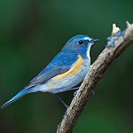 Himalayan Bluetail / Tarsiger rufilatus