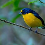 Белогузая эуфония / Euphonia minuta