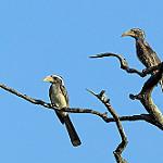 Бледноклювый токо / Lophoceros pallidirostris