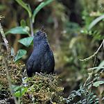 Тонкоклювый тапакуло / Scytalopus acutirostris