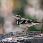 Древесная трясогузка / Dendronanthus indicus