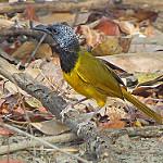 Иволговый седоголов / Hypergerus atriceps