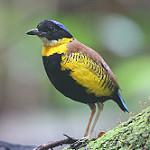 Gurney's Pitta / Hydrornis gurneyi