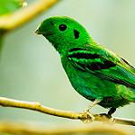 Green Broadbill / Calyptomena viridis