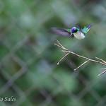 Purple-crowned Fairy / Heliothryx barroti
